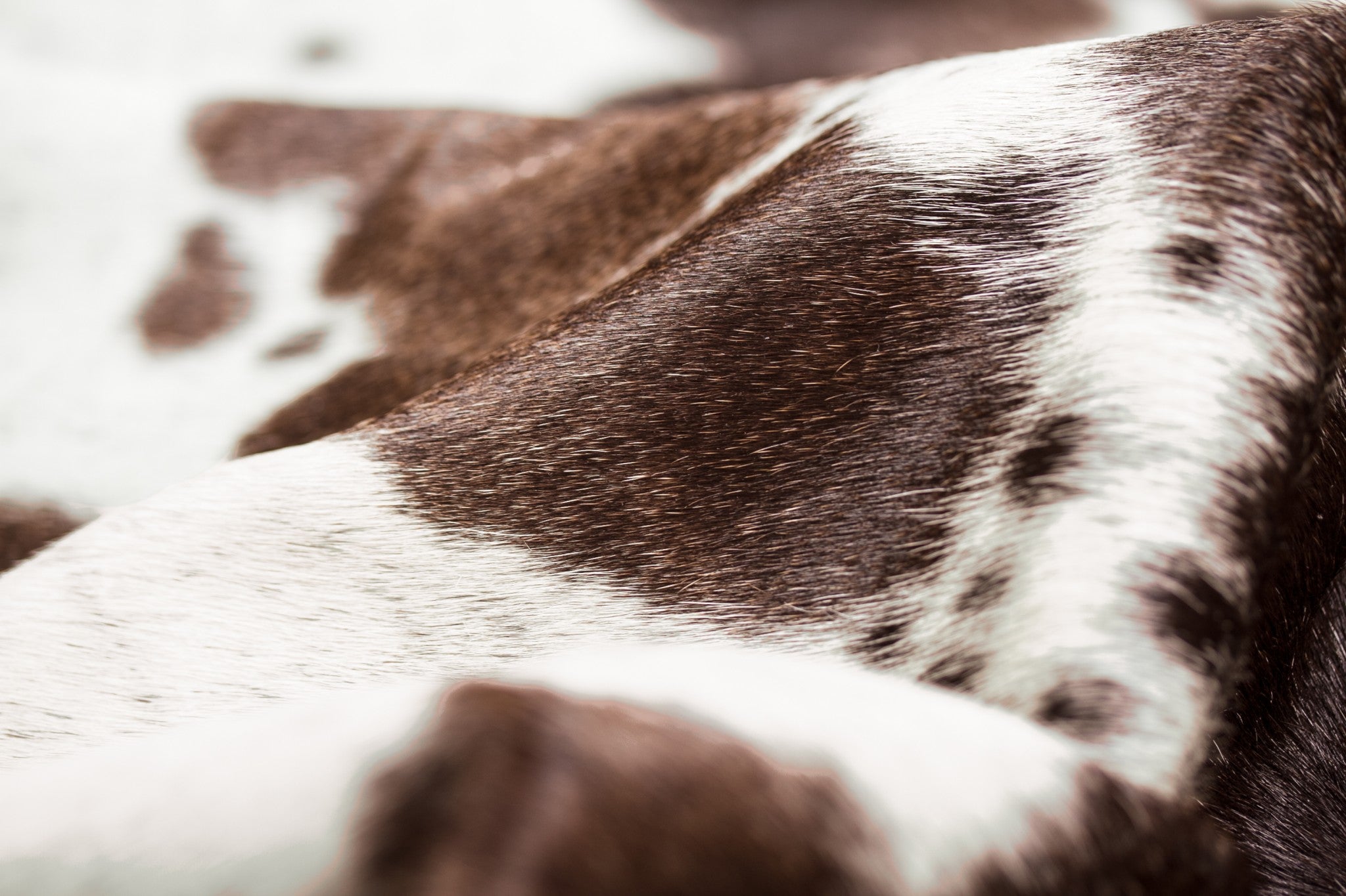 Brown and White Spotted Natural Cowhide Area Rug